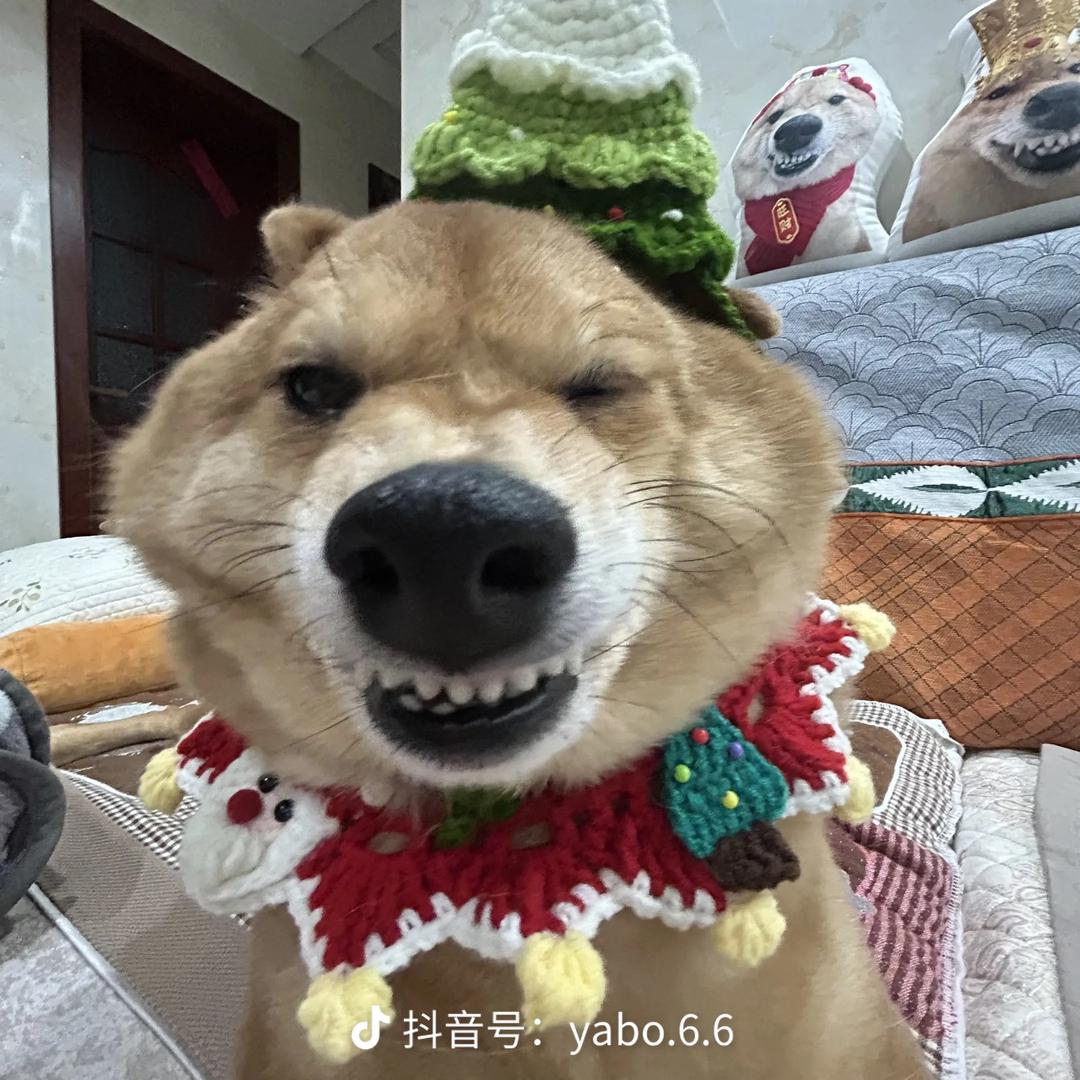 是毛毛！不是肥波