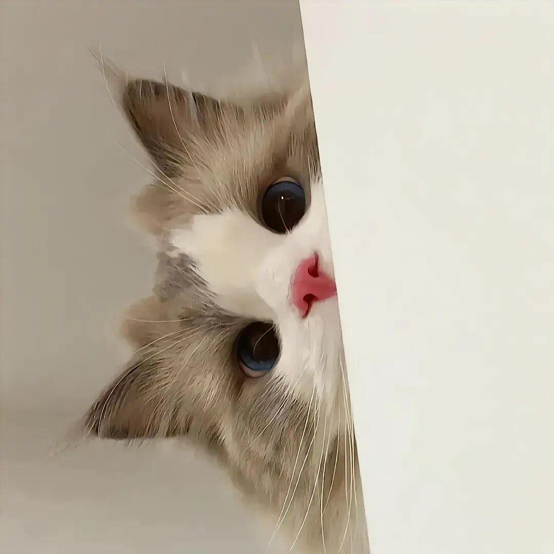 小洛