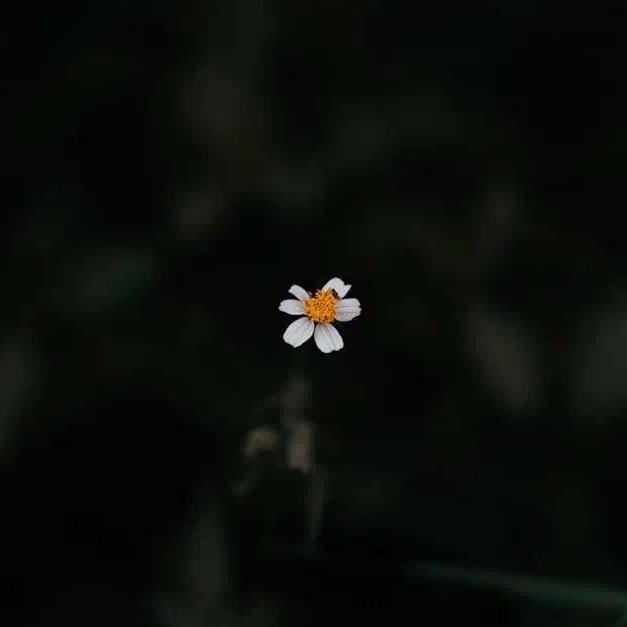 会飞的鱼