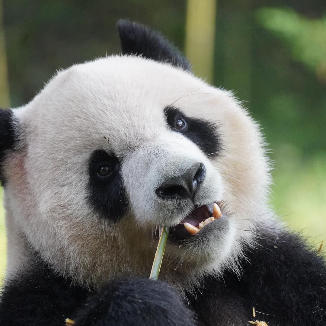 panda胖哒