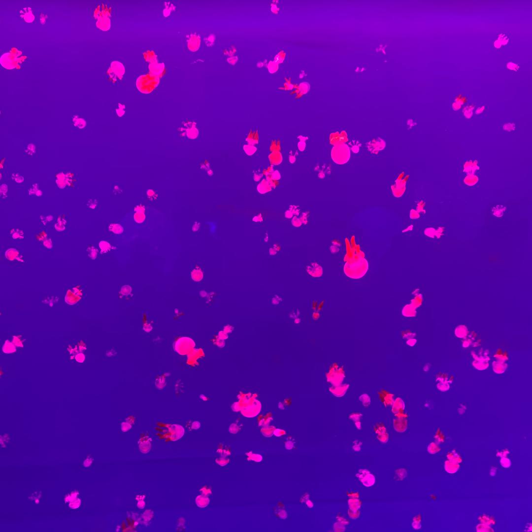芬芳飘逸