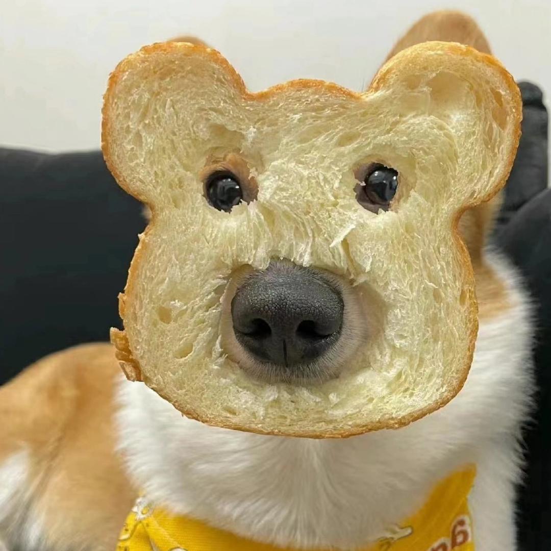 面包小狗