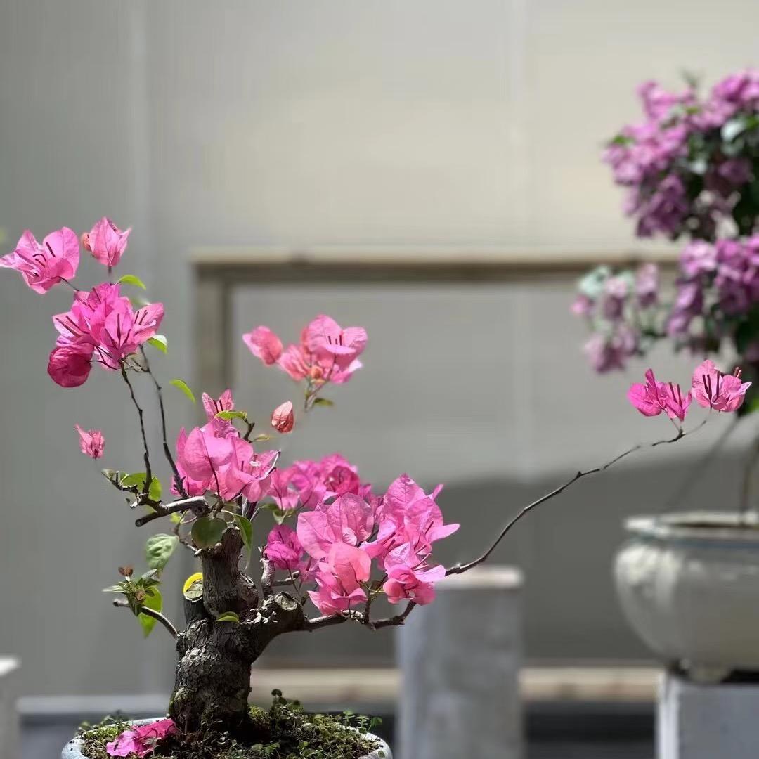 小植园艺