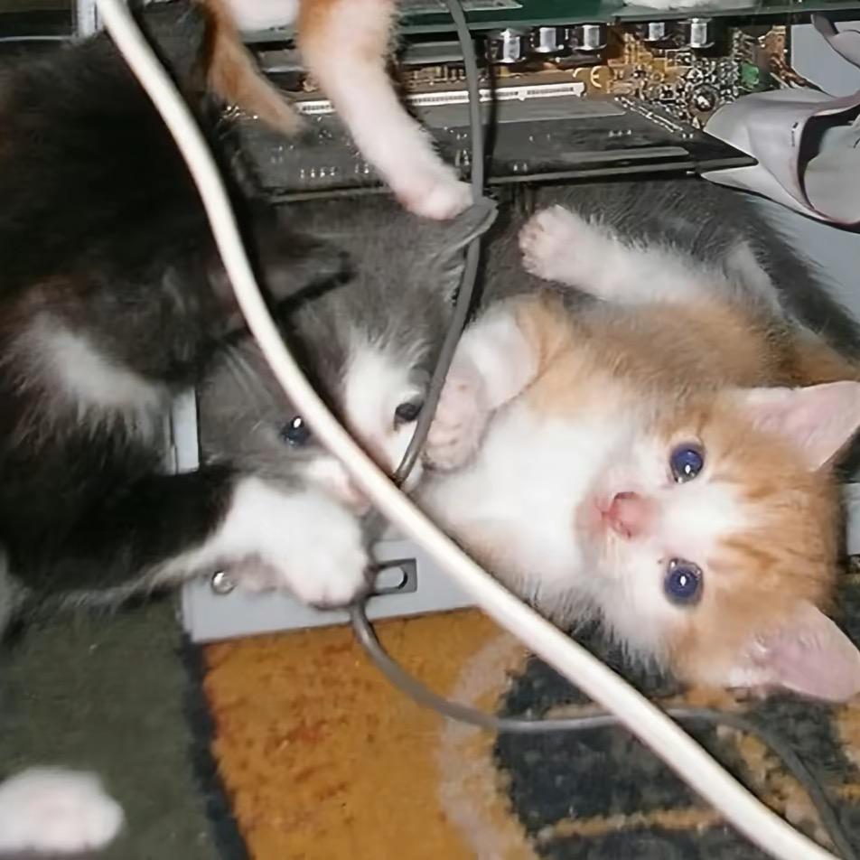 是小猫吖