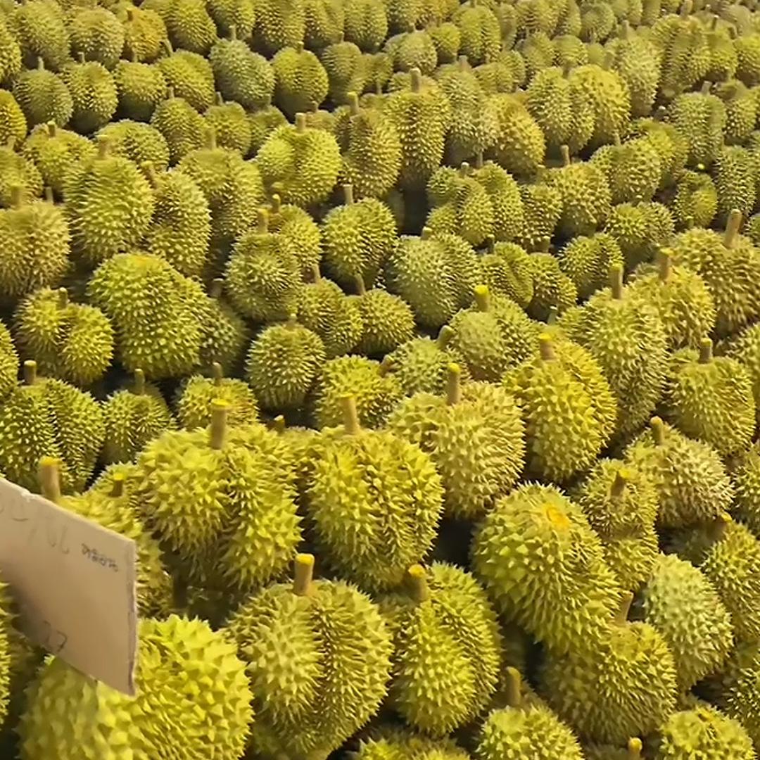 泰国金枕榴莲基地