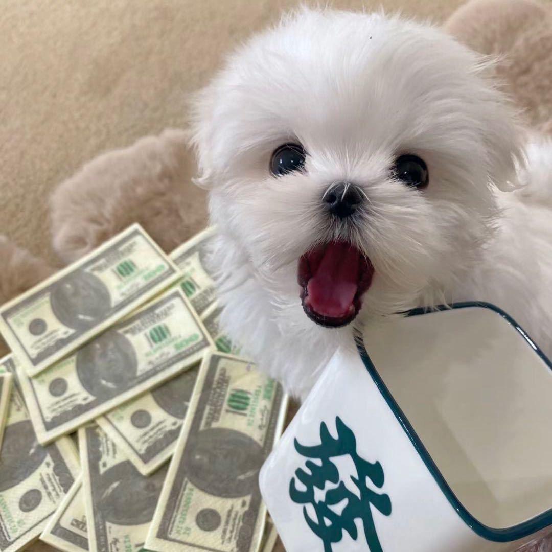 义乌市敏崽电子商务商行