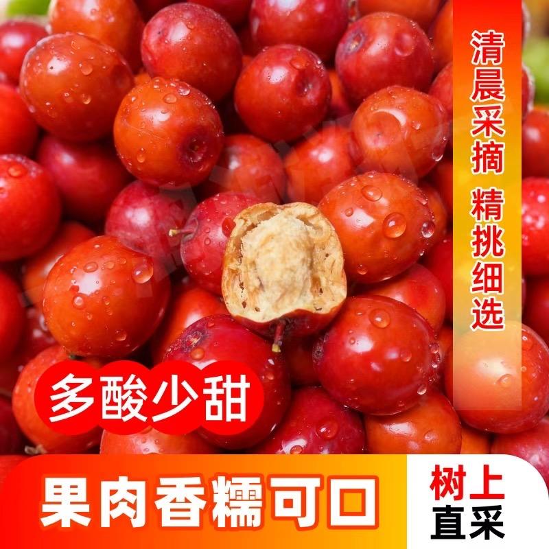 朝阳正宗野生酸枣