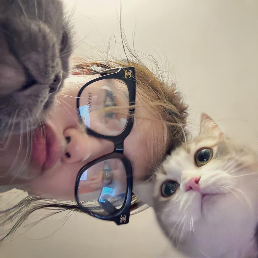 流浪小猫