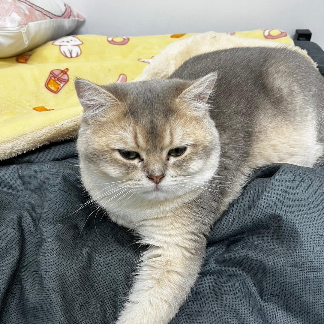 懒懒不是猪咪