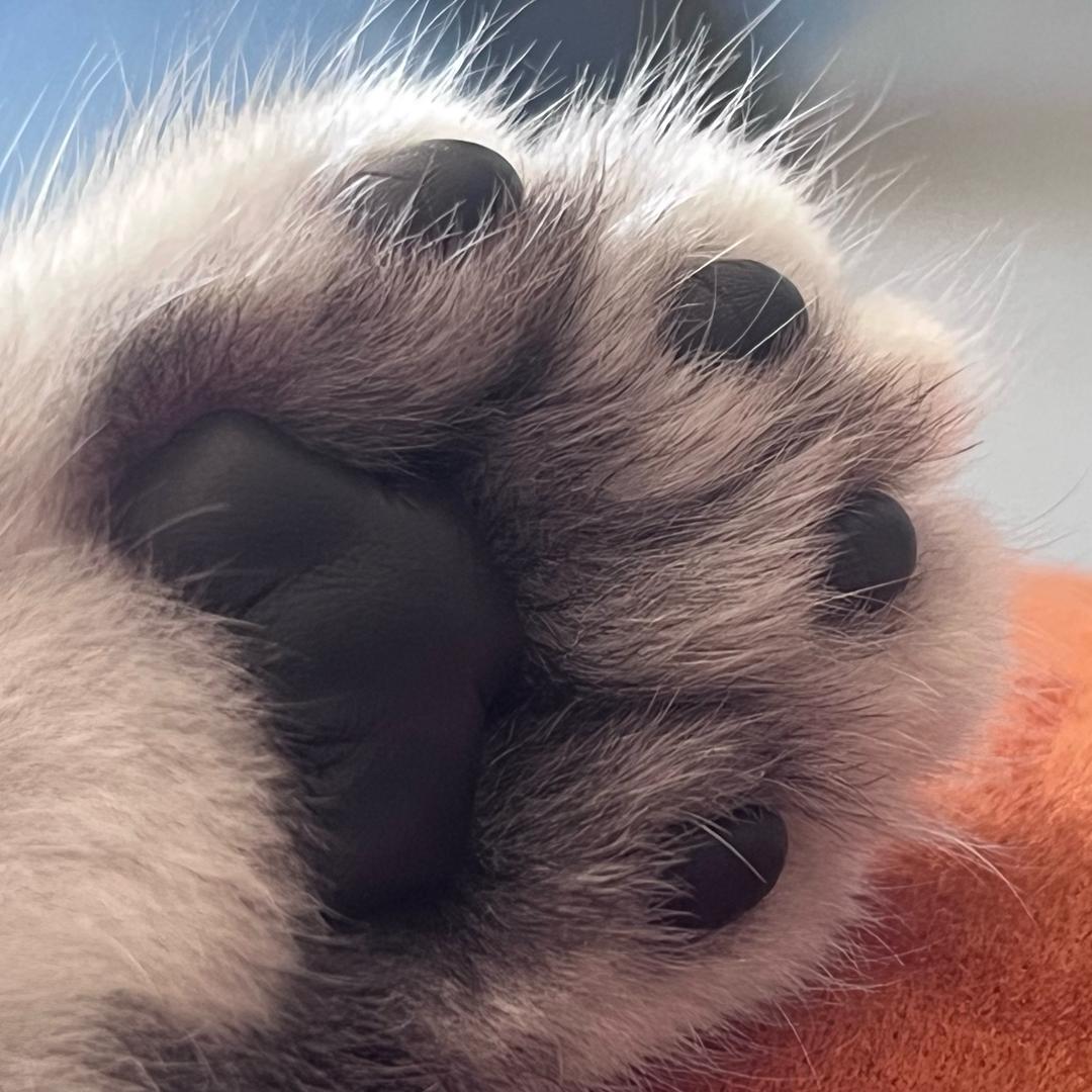 团团的幸福生活🐱