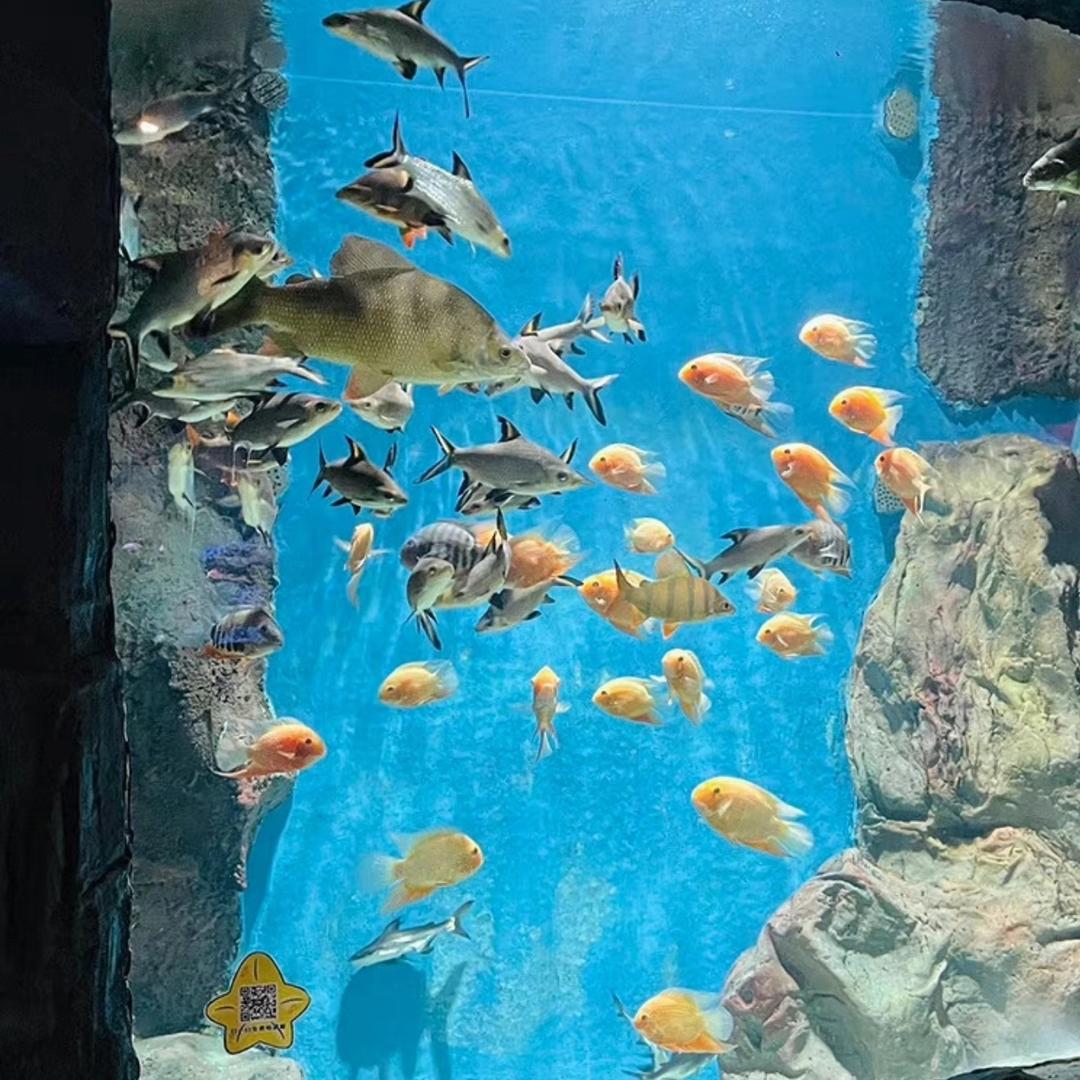 小悦讲农资聊养殖说水产