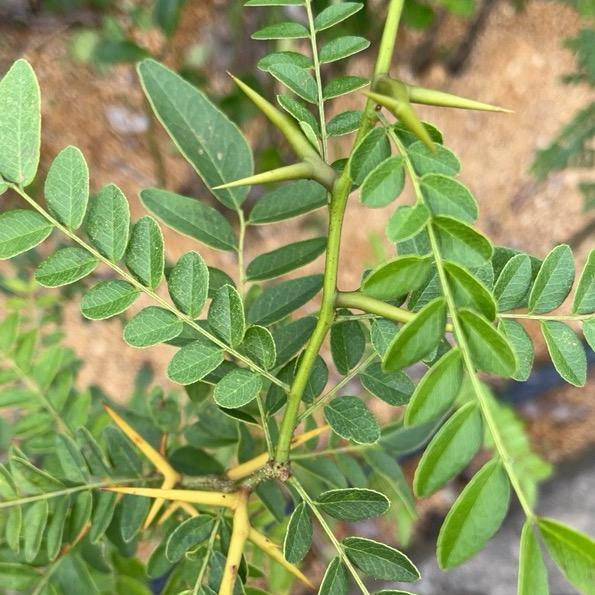 用户《山岭白火石》