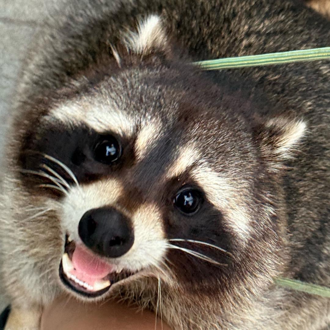 Luna🦝是一只干脆面