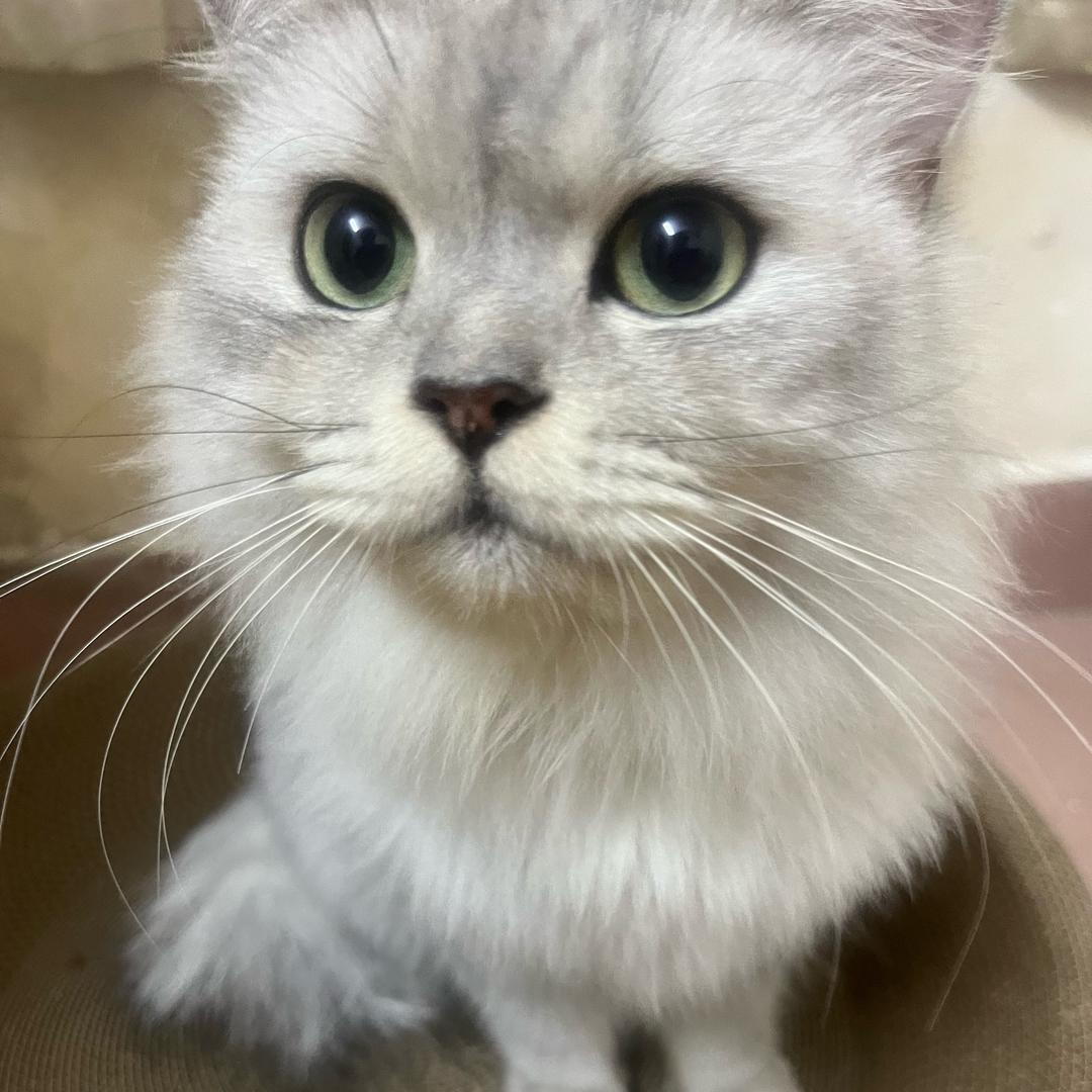 我避他锋芒？