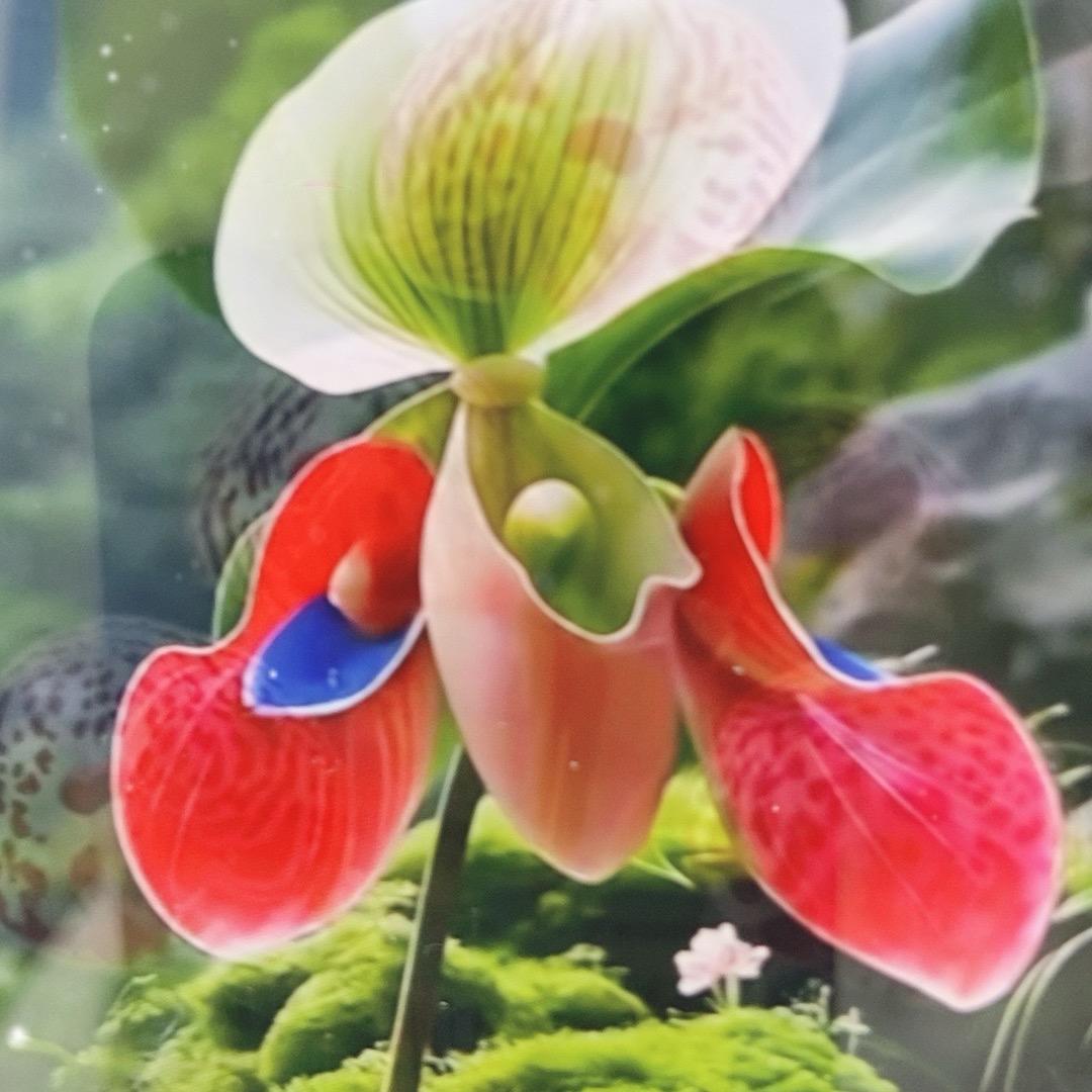 麦兜