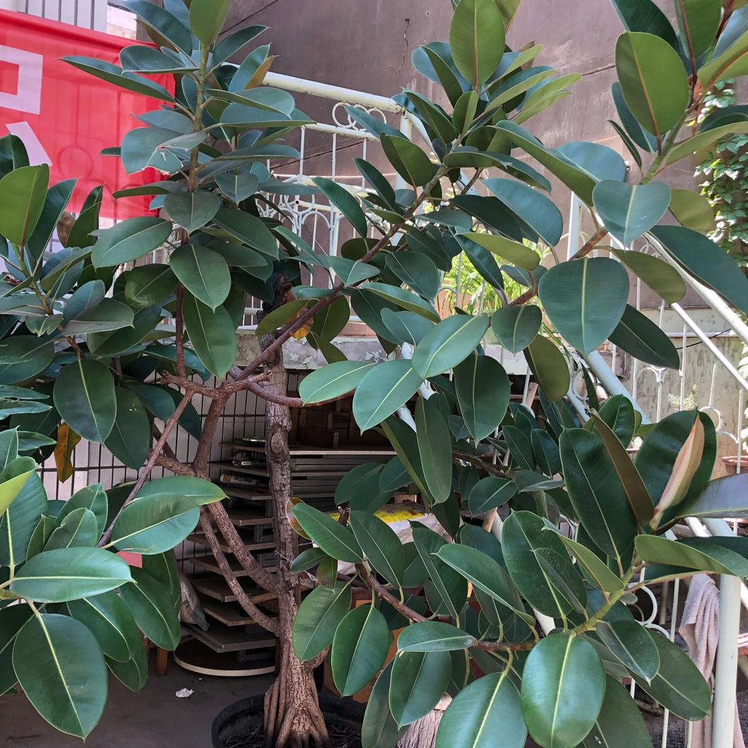 版别集结号