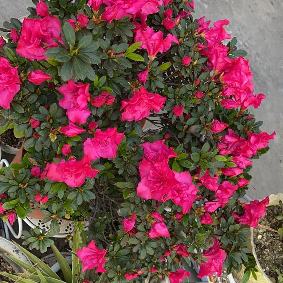 英@