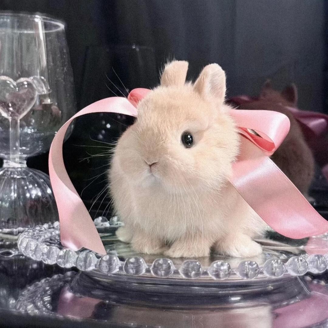 咕咕咕咕鸽
