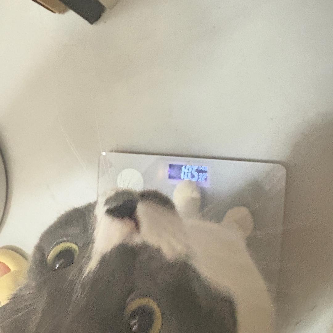 cookie跟人机一样