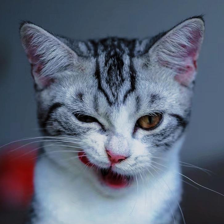 小地精