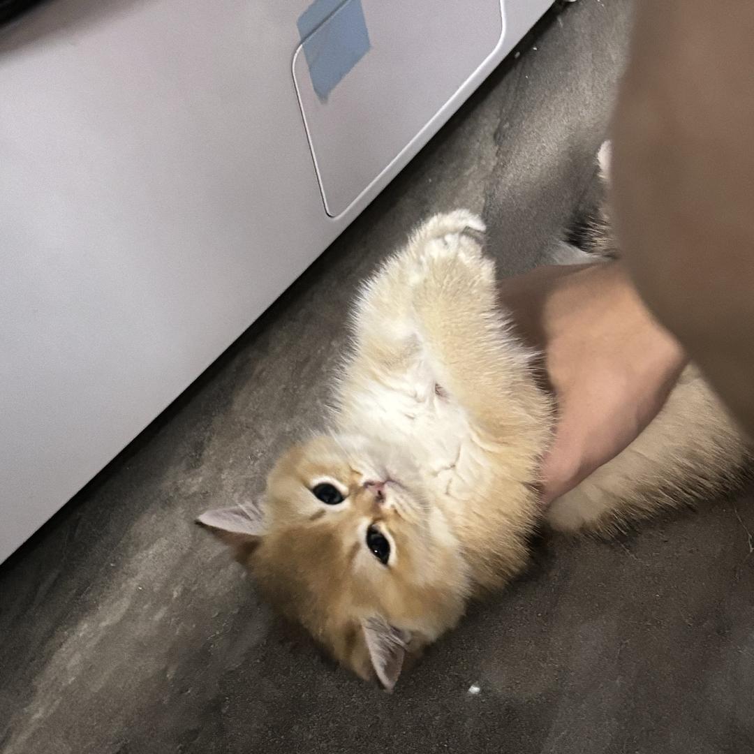 开心萝卜猪骨汤_