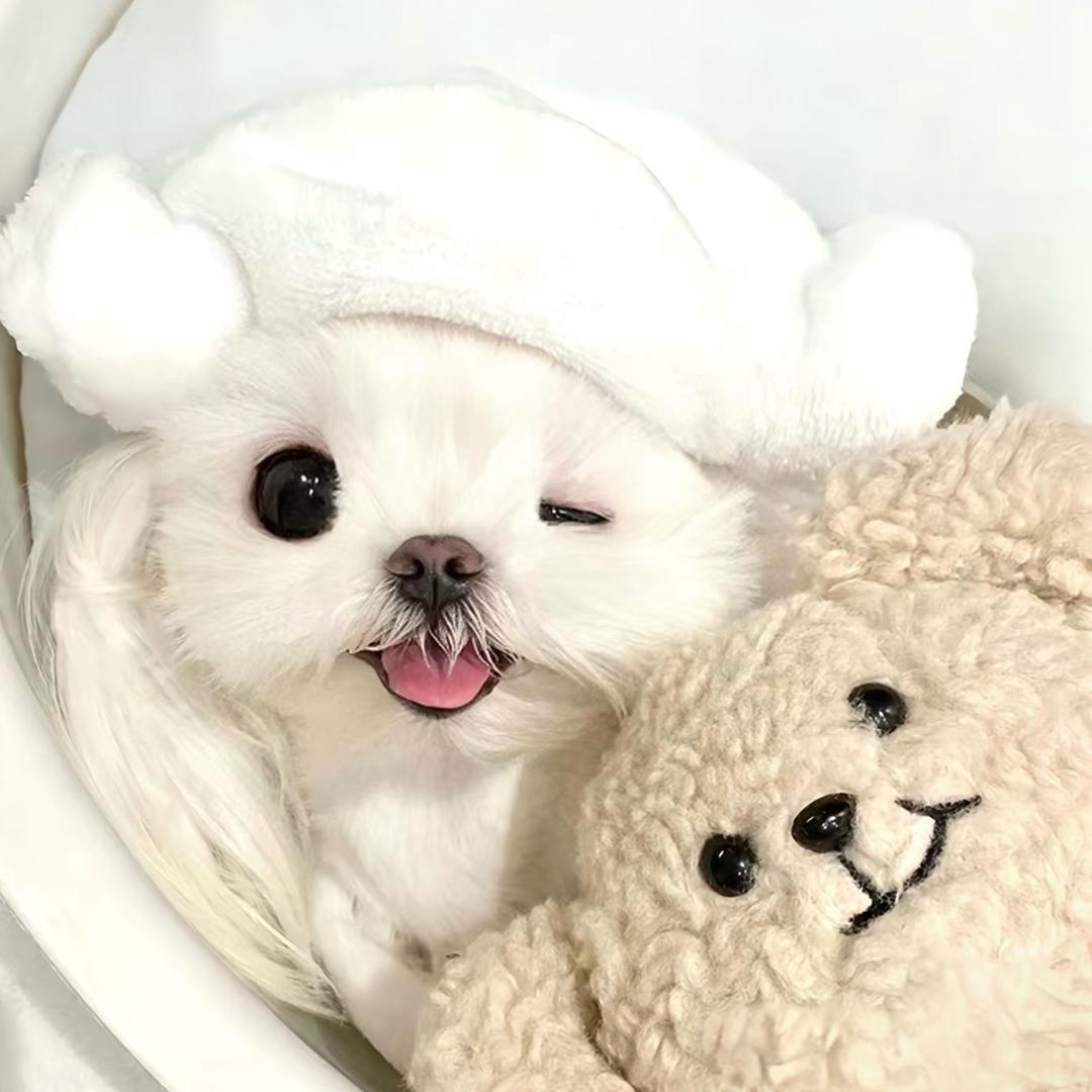 狗小狗