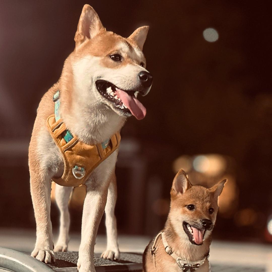 旺财是喜宝的爸爸