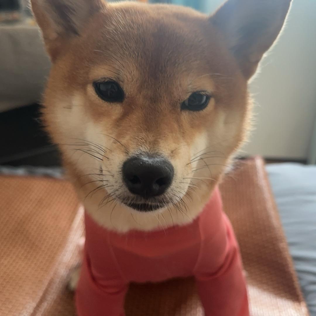 毛毛是只柴