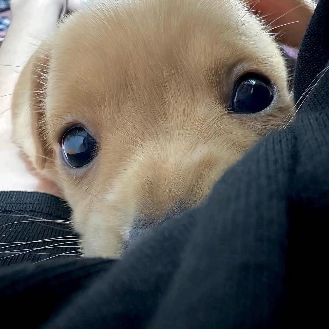 蛊。