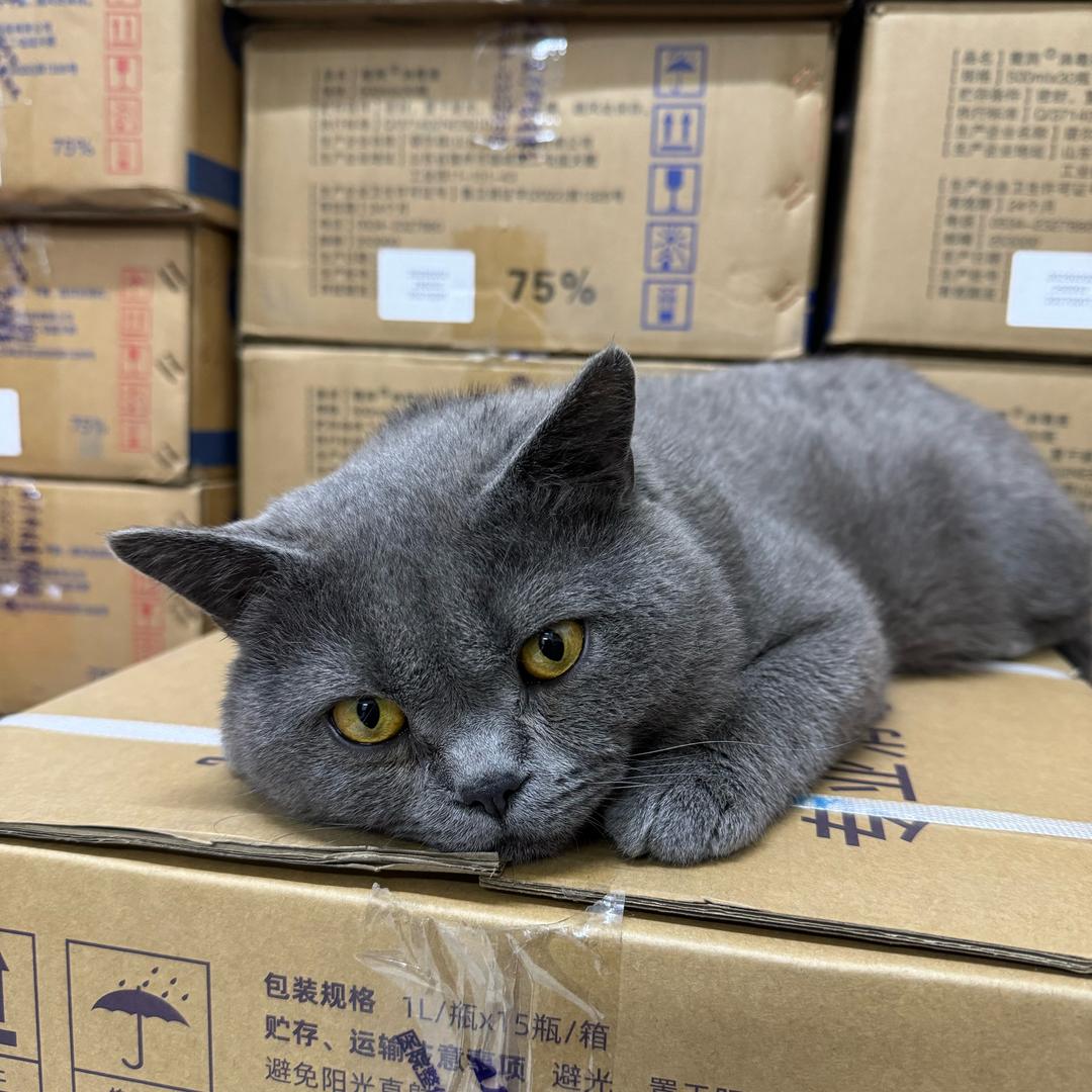 玲玲