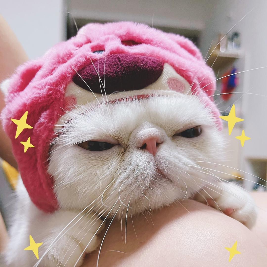 喵主子驾到
