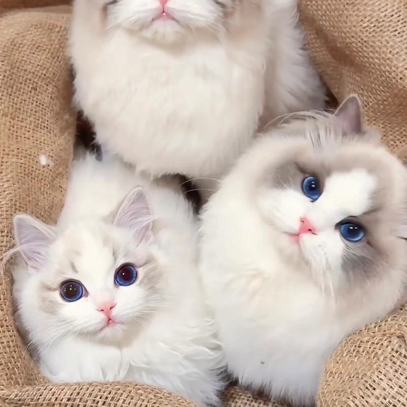 猫咪甄选世家