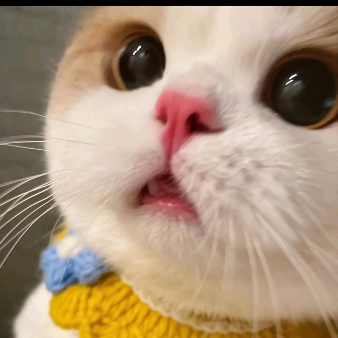 李阿沁🎤花园道版