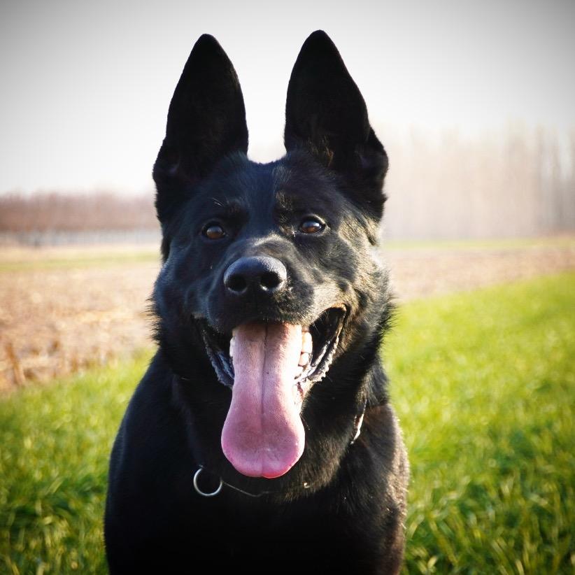 伊莉亚特犬舍喜子