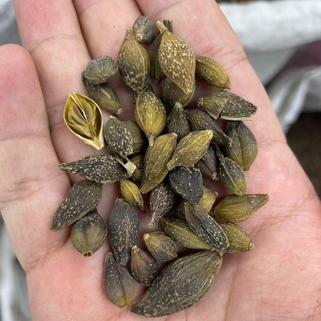 药海浮沉——扎根