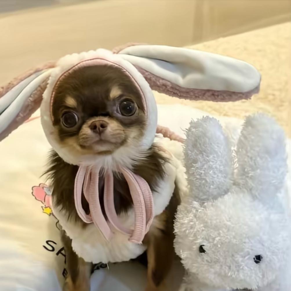 红豆派大王爱吃红豆派