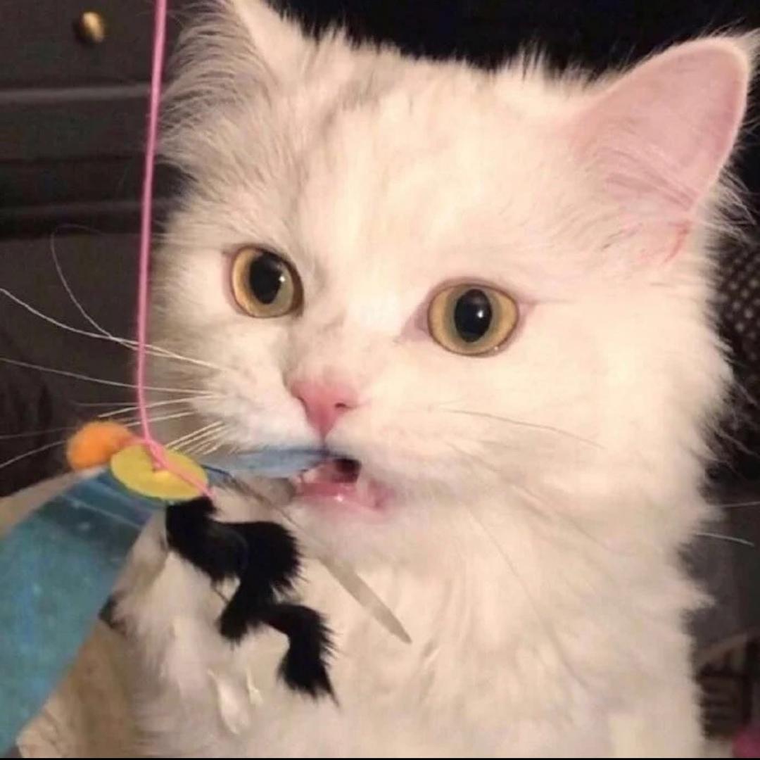 一条小渔