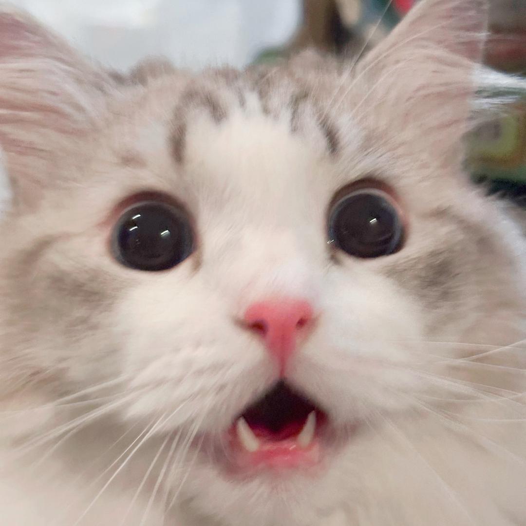 罐头橘子猫