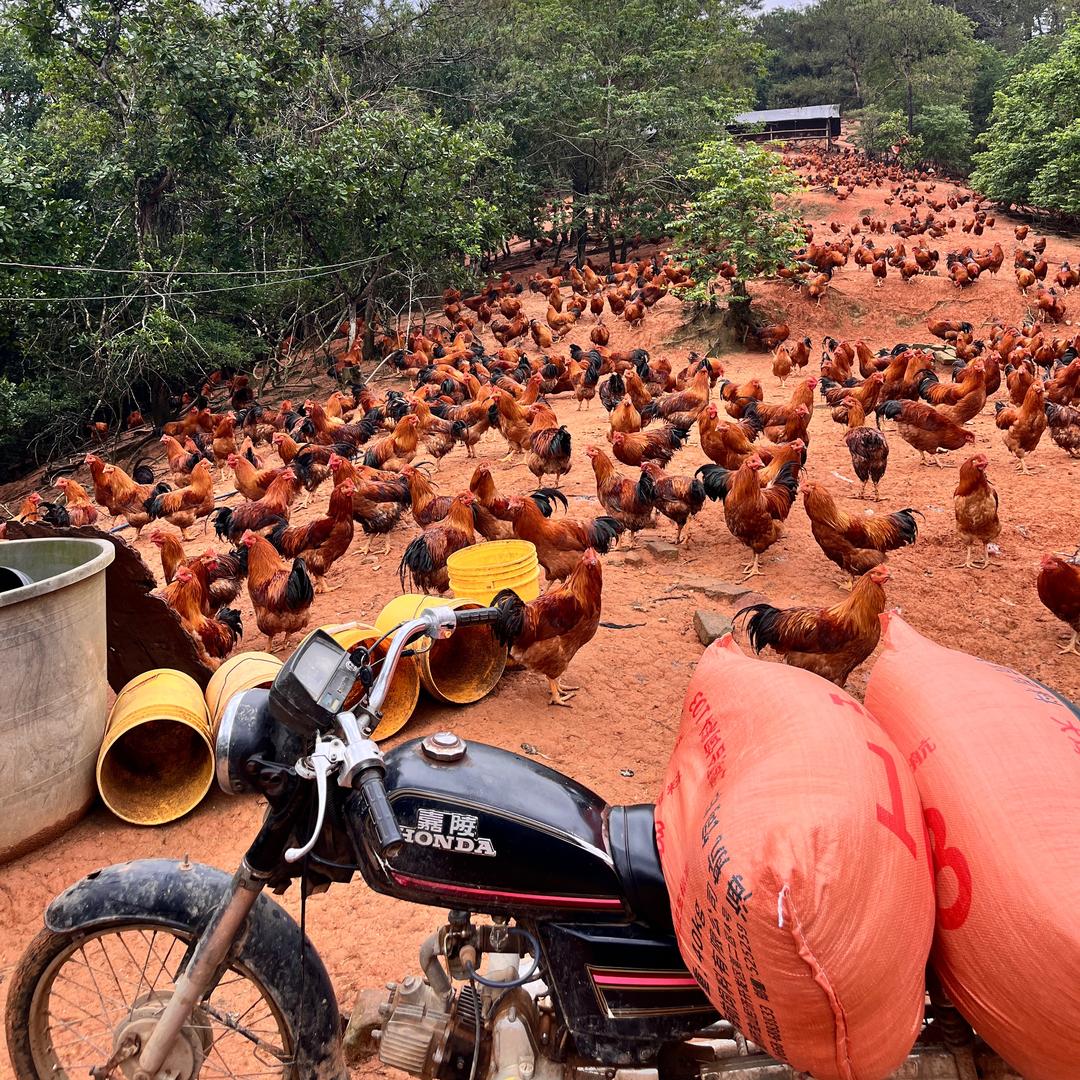 海哥鸡场信宜走山阉鸡销售