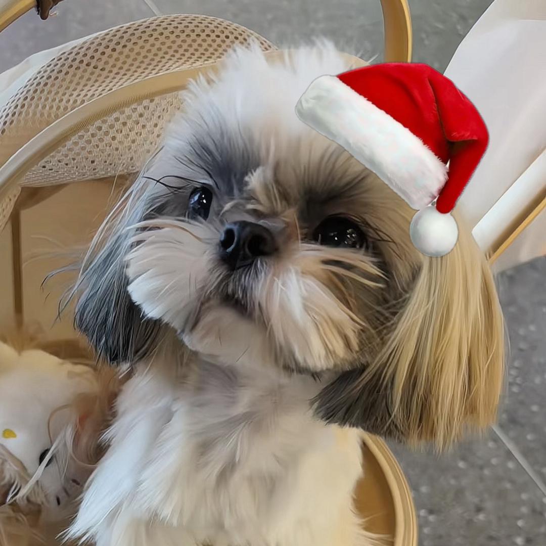 🦊small丁🐶