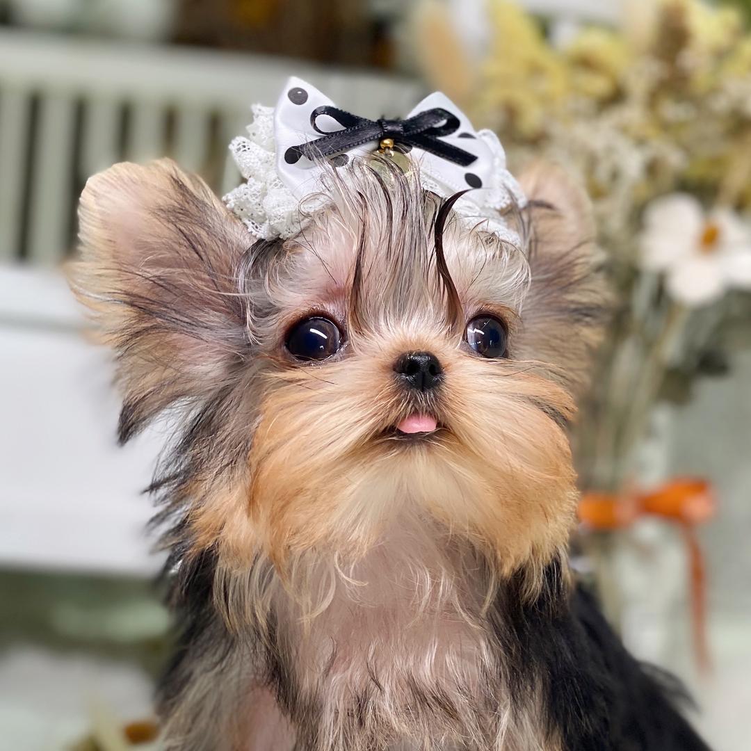 燕子约克夏🐶马尔济斯