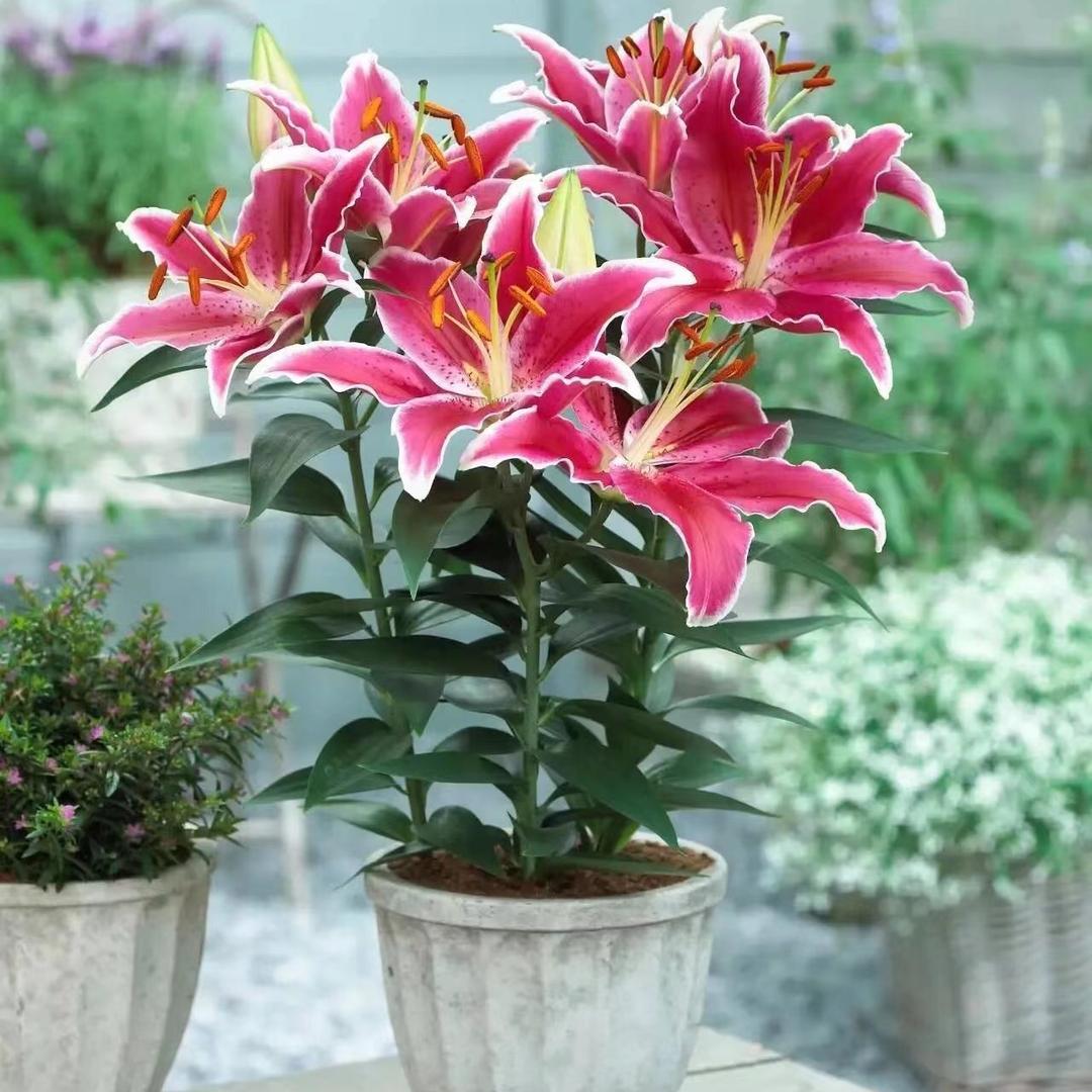 建国碗莲苑养花日记