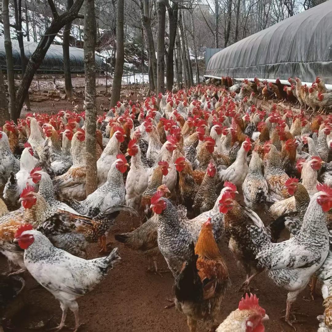 纯散养山地鸡