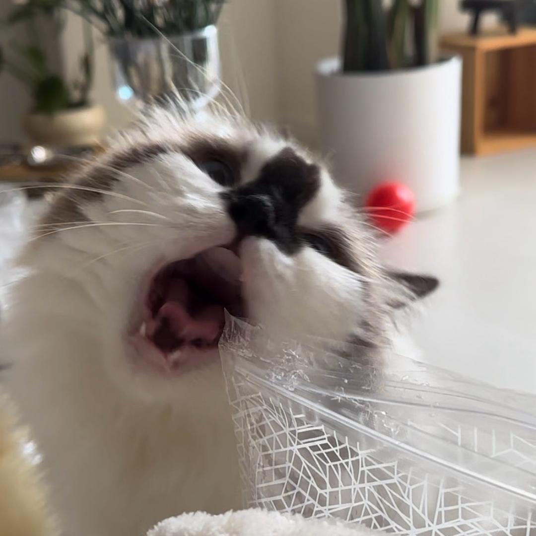 Miya是发条猫