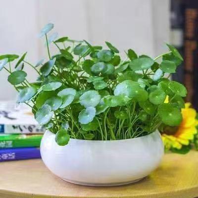 天雨花卉88