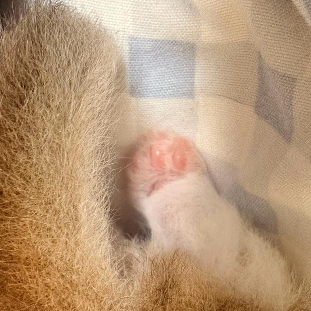 喵爪·米努特猫舍