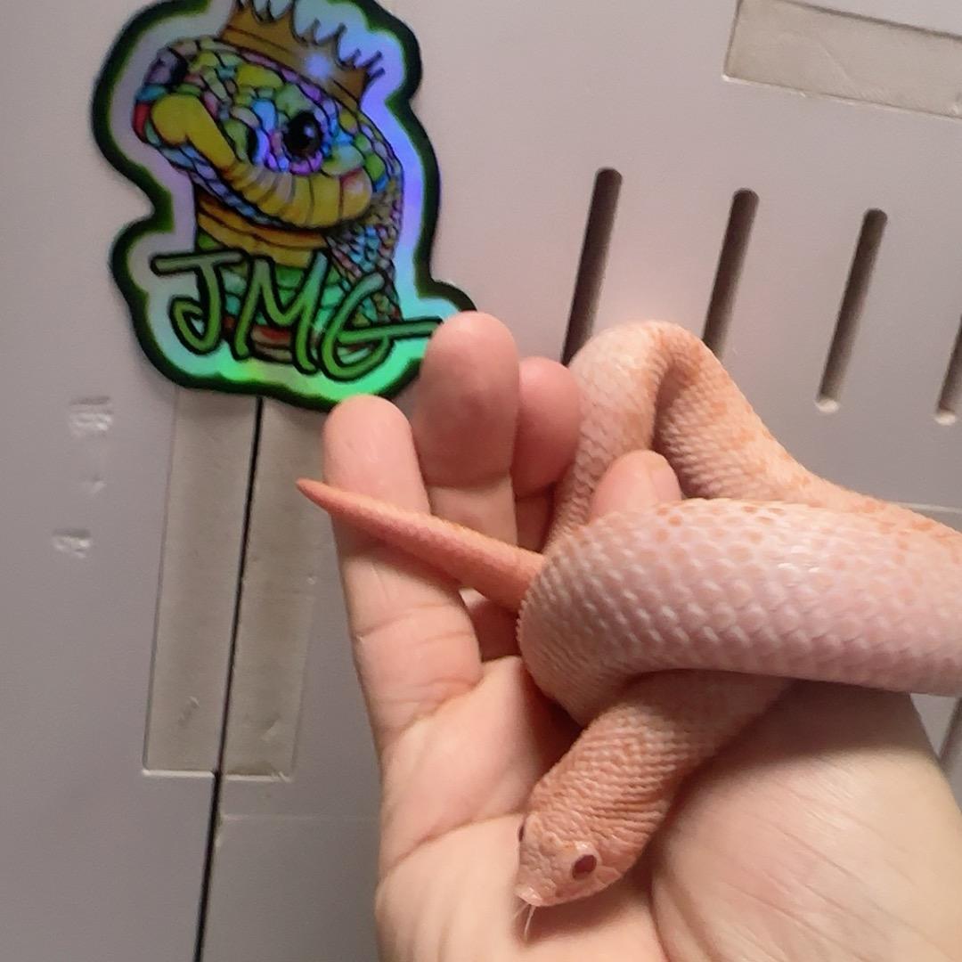 HSBG石头先生