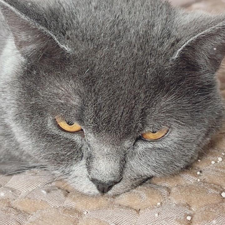 猫猫的小铺子
