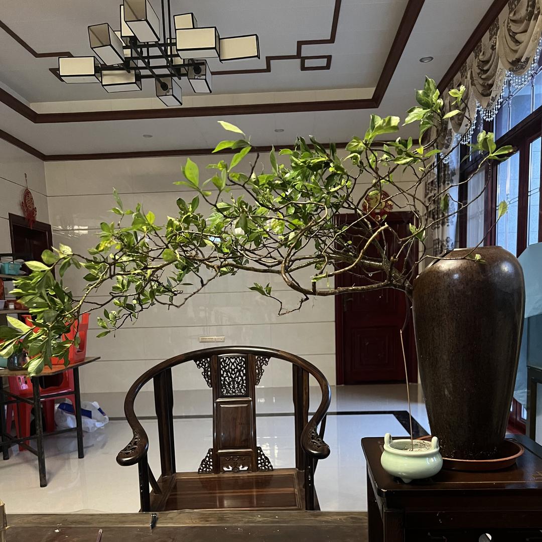 杨花盆