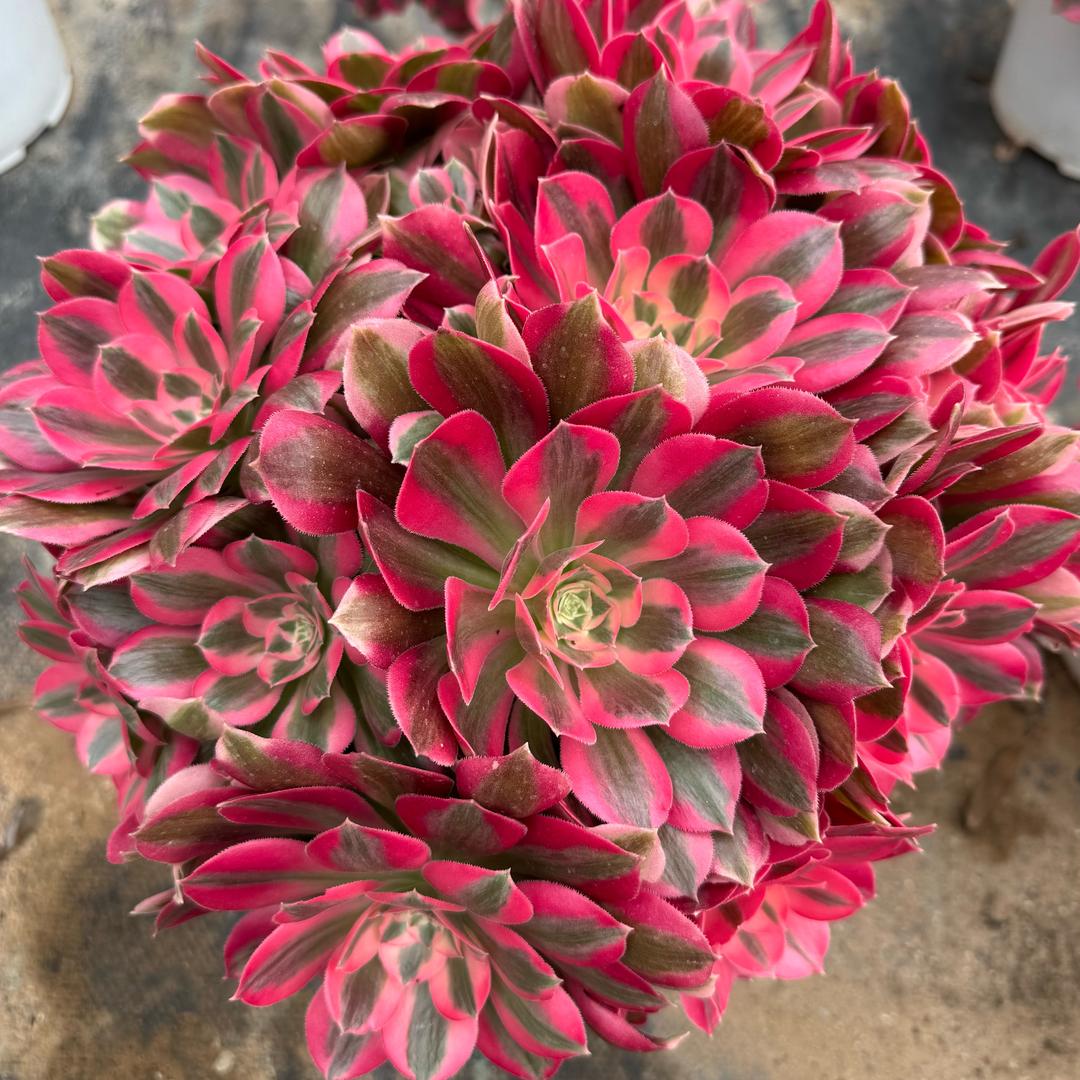 花禧多肉园艺